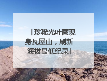 珍稀光叶蕨现身瓦屋山，刷新海拔最低纪录