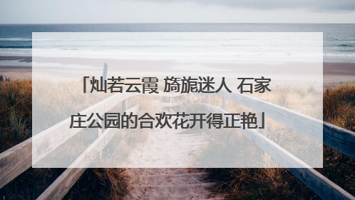 灿若云霞 旖旎迷人 石家庄公园的合欢花开得正艳