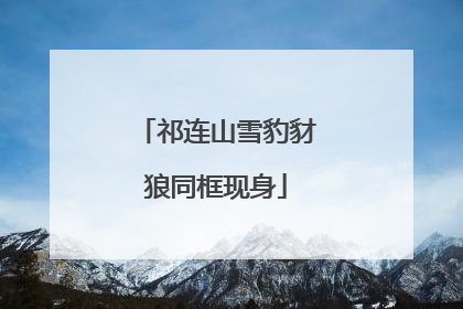 祁连山雪豹豺狼同框现身