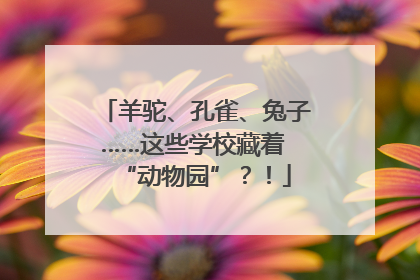 羊驼、孔雀、兔子……这些学校藏着 “动物园”？！