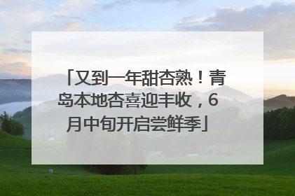 又到一年甜杏熟！青岛本地杏喜迎丰收，6月中旬开启尝鲜季