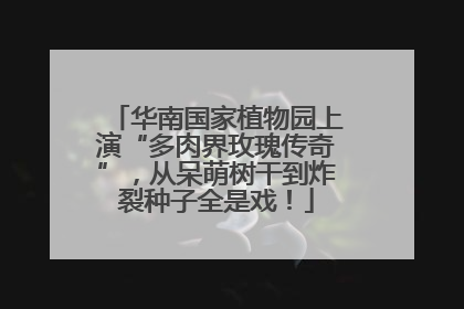 华南国家植物园上演“多肉界玫瑰传奇”，从呆萌树干到炸裂种子全是戏！