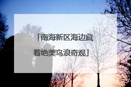 南海新区海边藏着绝美鸟浪奇观