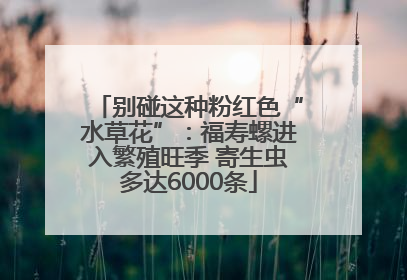 别碰这种粉红色“水草花”：福寿螺进入繁殖旺季 寄生虫多达6000条