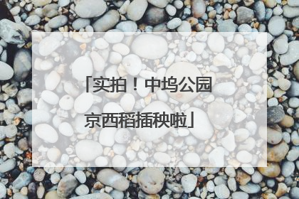 实拍！中坞公园京西稻插秧啦