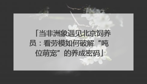 当非洲象遇见北京饲养员：看劳模如何破解“吨位萌宠”的养成密码