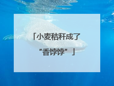 小麦秸秆成了“香饽饽”
