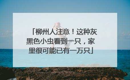 柳州人注意！这种灰黑色小虫看到一只，家里很可能已有一万只