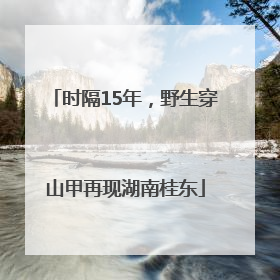 时隔15年，野生穿山甲再现湖南桂东