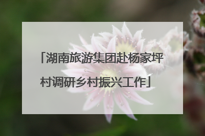 湖南旅游集团赴杨家坪村调研乡村振兴工作