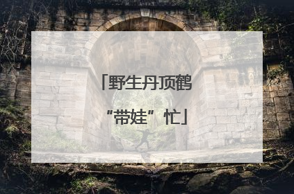 野生丹顶鹤“带娃”忙