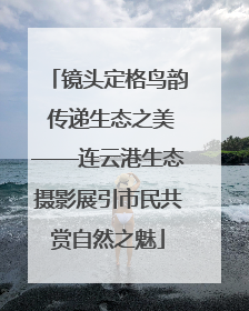 镜头定格鸟韵 传递生态之美——连云港生态摄影展引市民共赏自然之魅
